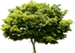 The greenest